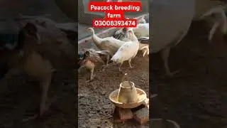 Peacock breeding farm