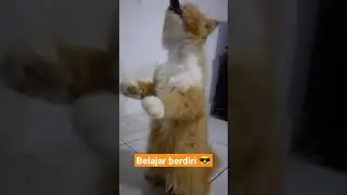 Step by Step 😍 #shorts #short #kucing #curty #sicurty #kucingimut