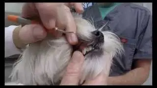 Retained Deciduous (Baby) Teeth in canines - Pet Hospital Naples FL (239) 353-5060