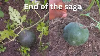 Watermelon Drama Finale: The Old-Timer vs The Newbie!