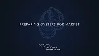 Preparing Oysters For Market