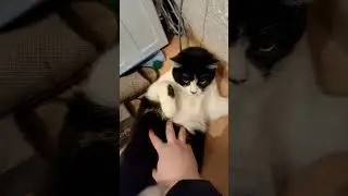 Собираюсь на работу,коты провожают. I'm going working, my cats see off me #funnycats #catshorts #cat