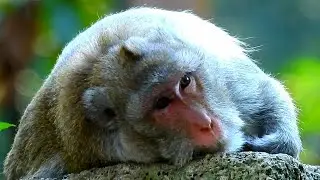 Pregnant mom Jane look so tired, Jane lay on stone a lone wait for new baby