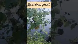 Indian mallow | country mallow. | Abutilon indicum | Weed