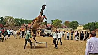 राजस्थान मे आ गया ऊँट का नया डांस,मुर्गा डांस ||♤||NEW RAJASTHANI CAMEL DANCE #viral#dance #trending