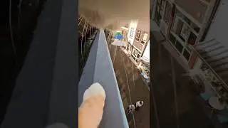 Rooftop Cat 😱 #adventureros