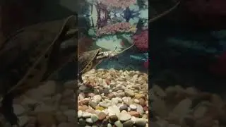 poor little gecko #turnip #reptiles #animals #viralvideo #fypシ゚viral