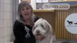 How to prepare your pet for a boarding experience