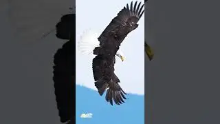 The Most Unbelievable Eagle Footage Ever Recorded #4k video