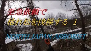 835．枯れ松を伐採する　1