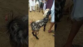#goatsfarming black and white goat of desert thar