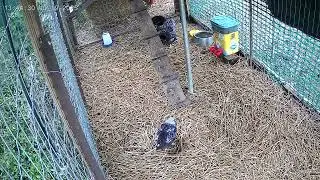 Entertain your pets Best nature backyard sounds #duck #cat #dog #reels #chicken 