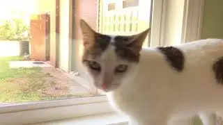 Parma Animal Shelter a Day in the Life of a Cat