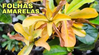 Rosa do deserto com FOLHAS AMARELAS. Não perca esse vídeo ! 🍂
