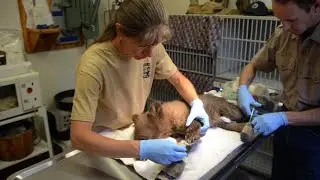 Orphaned Cub Rescued from Colorado Wildfire