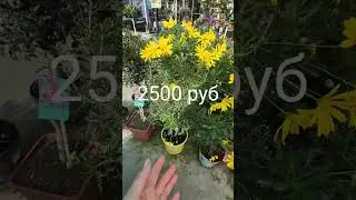 Садовый Рай/ Выбираю цветы/ Испания/Ностальгия по Лету в Питере/