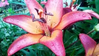 Flores grabadas con LG G3