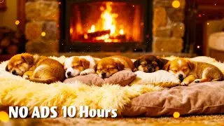 Music for Dogs 🐶 Deep Sleep & Separation Anxiety Relief (No Ads) |10 Hours of Calming Music for Dogs