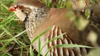 Birding in Spain: Living in the Moment