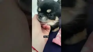 best therapist ❤️ #chihuahua #dog #shorts #viral #youtube #shortsvideo #trending #youtubeshorts #pet