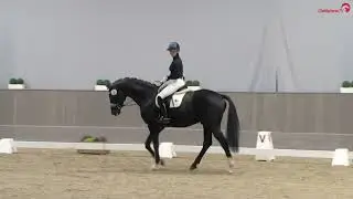 Dark Dynamic - Siegerhengst 2023 Westfalen