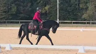 MILO &ndash; Friesian Sport Horse Stallion  Versatile  Intelligent  Unflappable