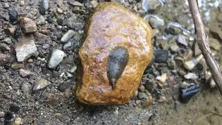Smooth Turtle Leech