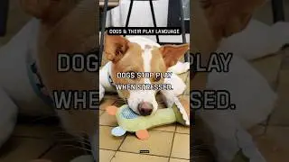 Dogs stop play when stressed. Communication is constant.