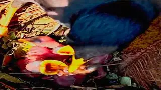 Beak to Beak: Newborn Birds Get Their First Food
