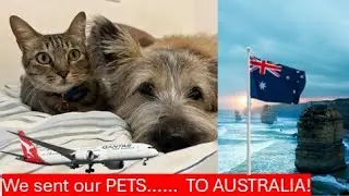 We Moved Our Pets to Melbourne, Australia | A Pet Relocation Agent&rsquo;s Own Story
