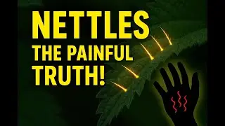 🌿 Nettles: The Sting in the Tale | History, Myth & Poison