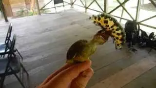 Royal Flycatcher displaying