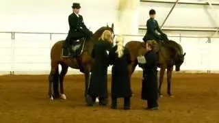 Arabian -  Ladies Side Saddle Open !
