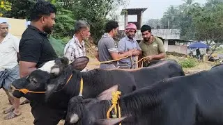 25/12/25 വാണിയംകുളം ചന്ത തിങ്ങി നിറഞ്ഞ ആൾക്കൂട്ടം കച്ചവടം തകർത്ത കച്ചവടങ്ങളും#buffalo #com 
