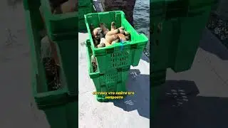 🦪 Самый странный деликатес в мире: вы бы съели это?  #шортс