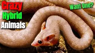 Shocking Biological Experiments: Mice with Human-Like Features, Mind-Blowing Breakthroughs