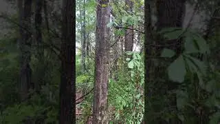 Quercus nigra (water oak)