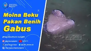 Moina, Solusi Mudah dan Murah Untuk Pembenihan Ikan Gabus Haruan #Aquaculture #insight 01