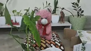 🐉 Golden Dragon নাকি আসলেই Dragon? 😱 | Philodendron Unboxing from Amazon |