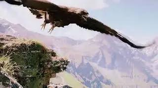 eagle failed to hunt