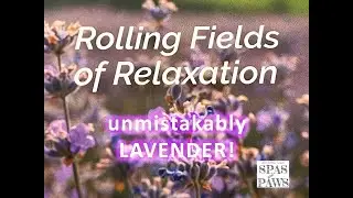 Unmistakably Lavender - the versatile MUST-HAVE Essential Oil!