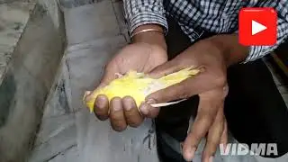 Part 2 bird Fat  recover treatment  see parrot healthy start breeding pair.
