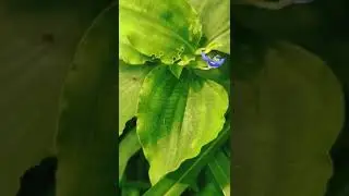 Commelina കാന വാഴ Day Flower COMMELINA CEAE #shorts #flowering_plants