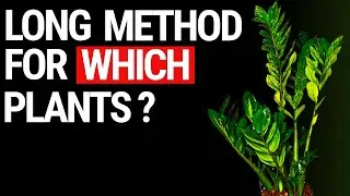 Unlock The Secret: Do All Plants Thrive With The Long Method?