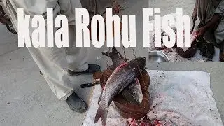 Kala Rohu Fish | Machli | Labeo rohita Fish