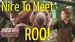 Potato Box: Nice To Meet Roo!