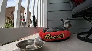 Bruce During Reading Time #dogs #timelapse #grandma #reading