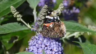Roltong vlinder in slow motion