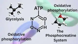 The Metabolic Orchestra  - Episode 2: ATP &mdash; Why Energy Is Fragile, and How the Body Protects It