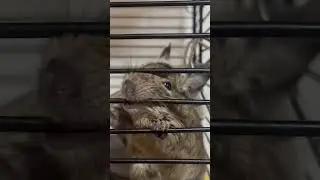 Бешеные белочки Дэгу #nature #animals #животные #дэгу